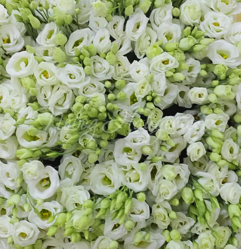 Букет Воплощение мечты — Повод Найдется