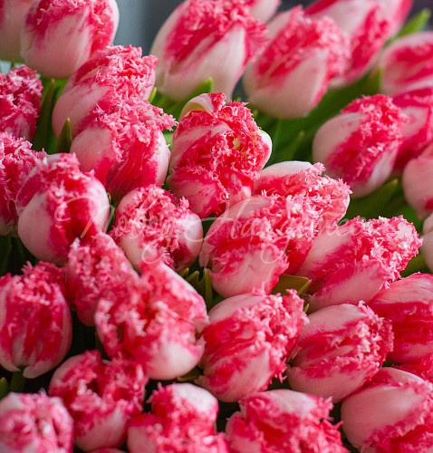 Моно Тюльпаны Ты-моя нежность