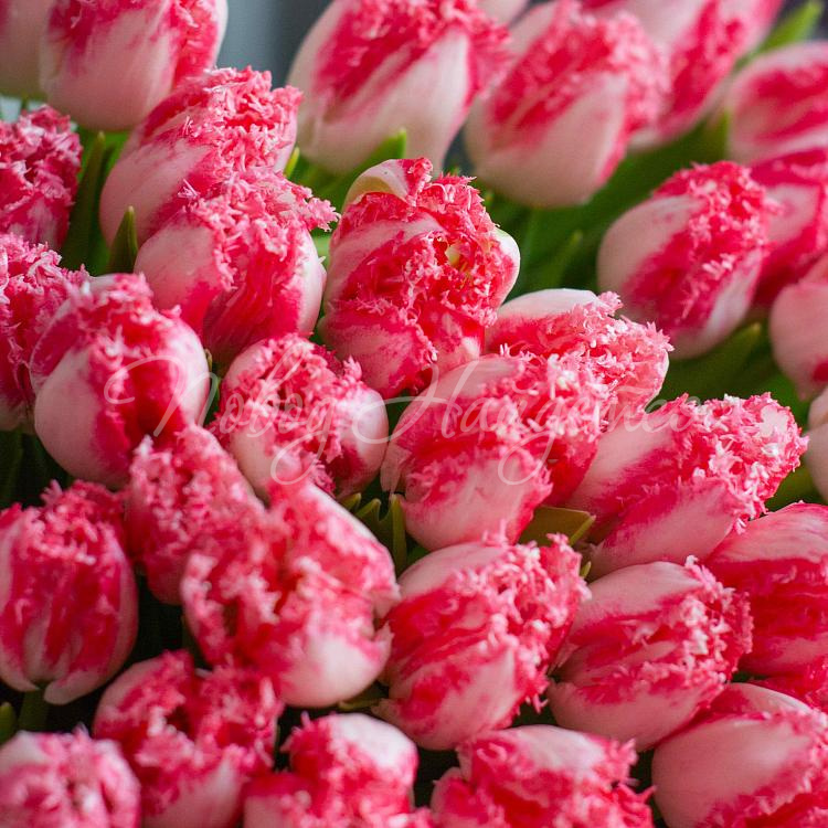 Ты-моя нежность