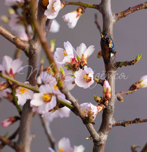 Букет Цветущий миндаль — Повод Найдется