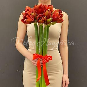 Букет 9 амариллисов