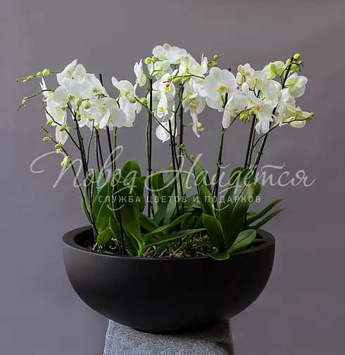 Цветочная композиция Нирвана — Повод Найдется