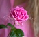 Розовая роза 50 см