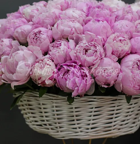 Букет 101 пион — Повод Найдется