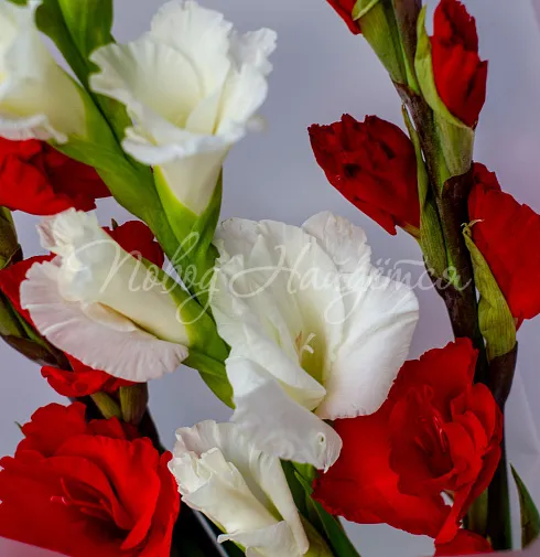 Букет Зарра — Повод Найдется