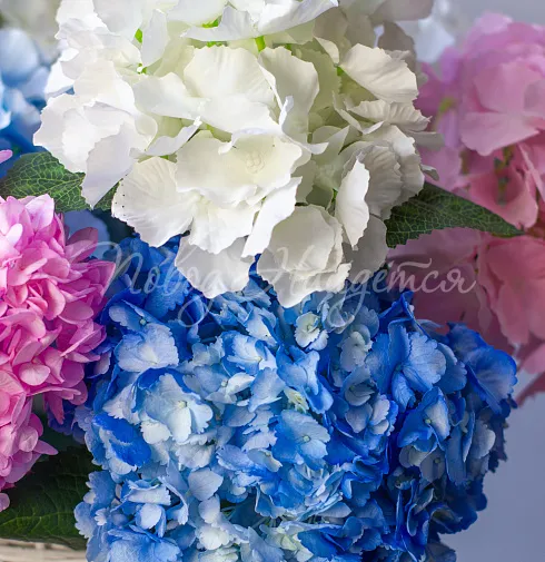 Букет Баунти — Повод Найдется