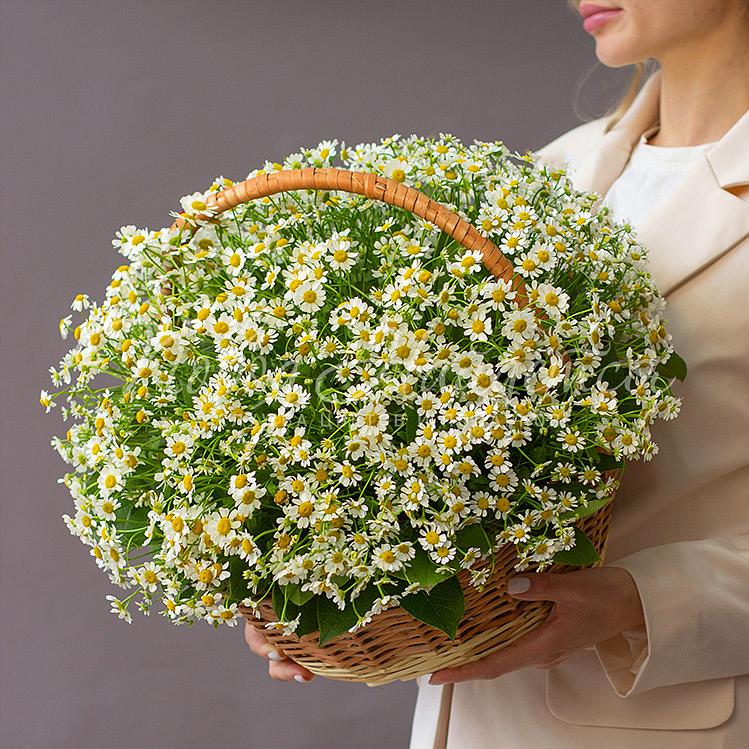 Бабушке Букет Корзина ромашек