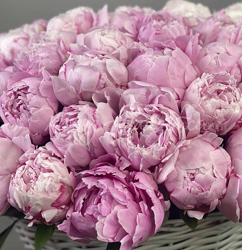 Букет 101 пион — Повод Найдется