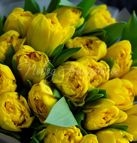 Моно Тюльпаны Весеннее солнышко