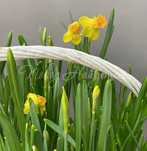 Корзина Корзина нарциссов — Повод Найдется