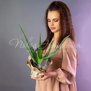 Зеленое Алое