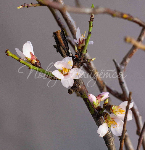 Букет Цветущий миндаль — Повод Найдется