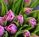 25 лавандовых тюльпанов