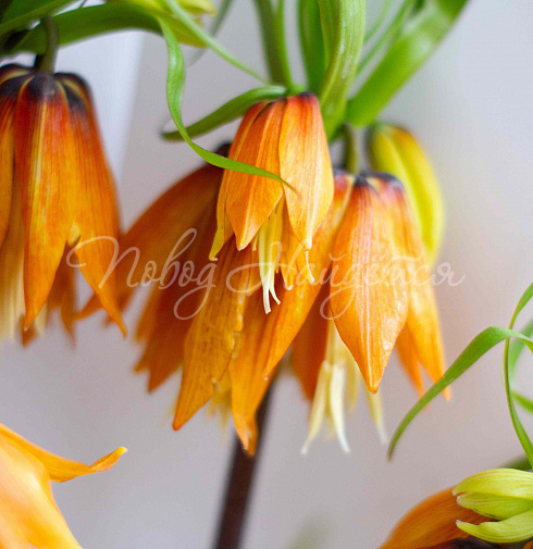 Букет Лилу — Повод Найдется