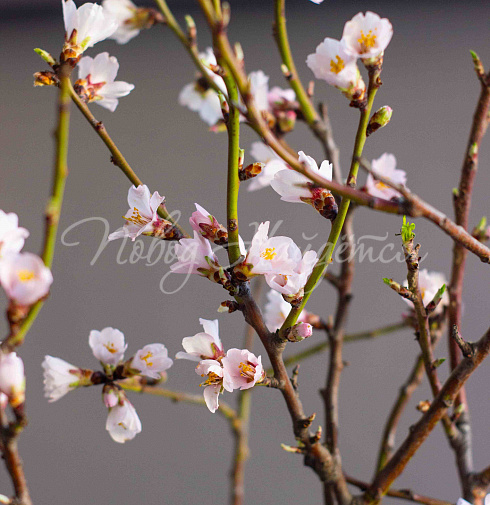 Букет Цветущий миндаль — Повод Найдется