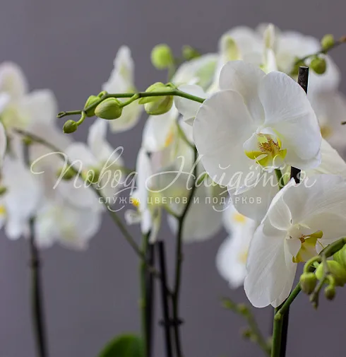 Цветочная композиция Нирвана — Повод Найдется