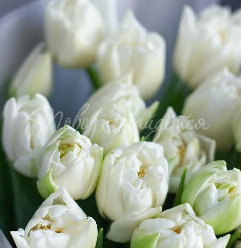 Букет Нежный вечер — Повод Найдется