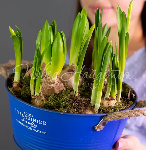 Весенние ласточки