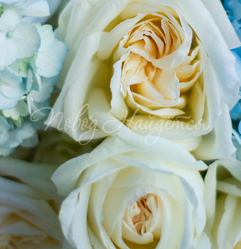 Букет Небесный свет — Повод Найдется