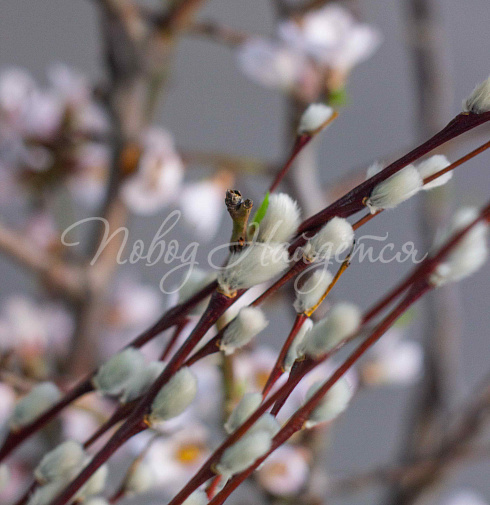 Пасхальный сет № 3