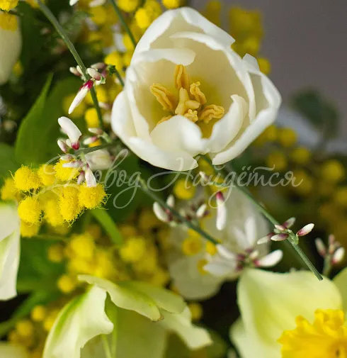 Букет Первые подснежники — Повод Найдется