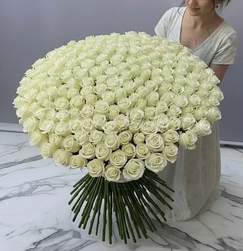 Букет 501 белая роза — Повод Найдется