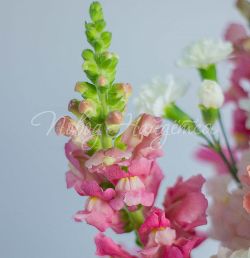 Букет В центре внимания — Повод Найдется