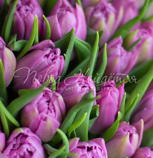 25 лавандовых тюльпанов