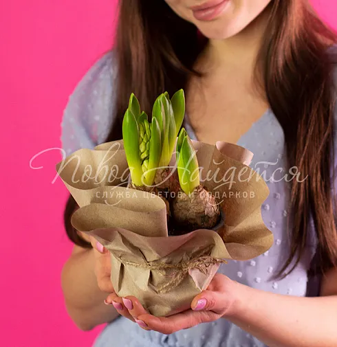 Три гиацинта в кашпо