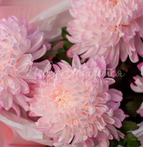 Букет Джерси — Повод Найдется