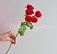 Кустовая красная роза 50 см