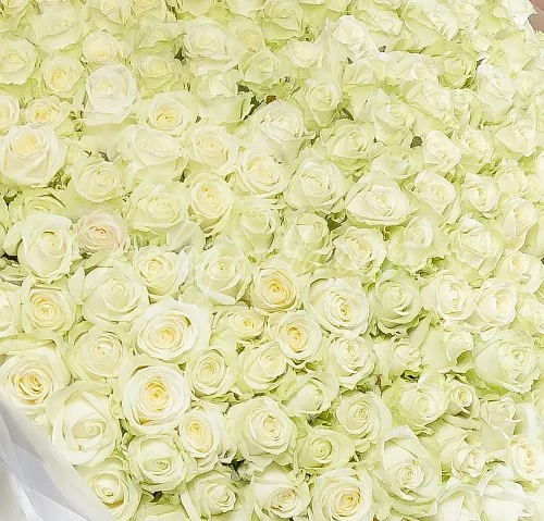 201 роза Букет Варна