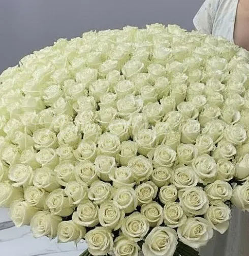 Букет 501 белая роза — Повод Найдется