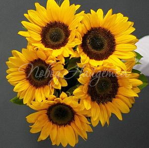 Цветы Букет 5 подсолнухов