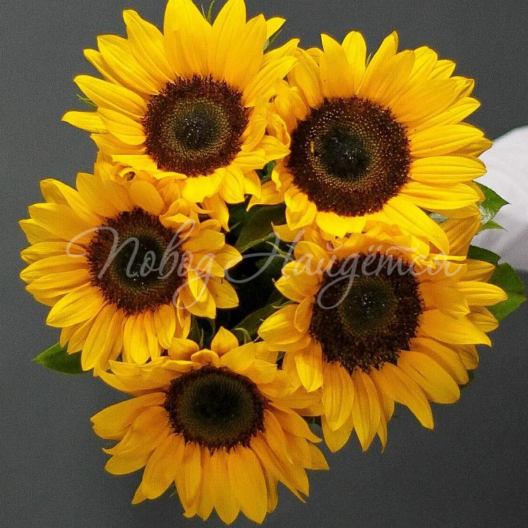 Букет 5 подсолнухов