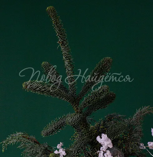 Январская вьюга