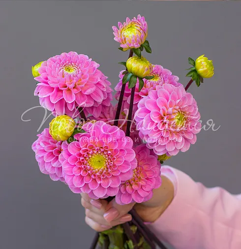 Букет Букет невесты №540 — Повод Найдется