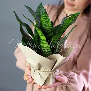 Зеленое Сансевиерия