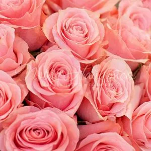 25 роз Букет 15 роз Be sweet