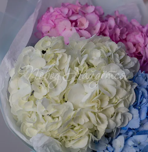 Букет Космополитен — Повод Найдется