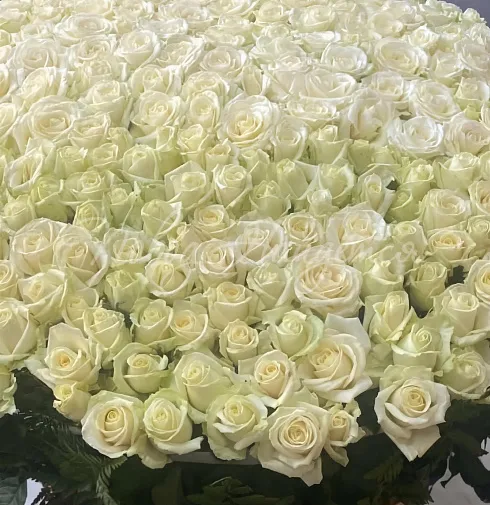 Букет 301 белая роза в корзине — Повод Найдется