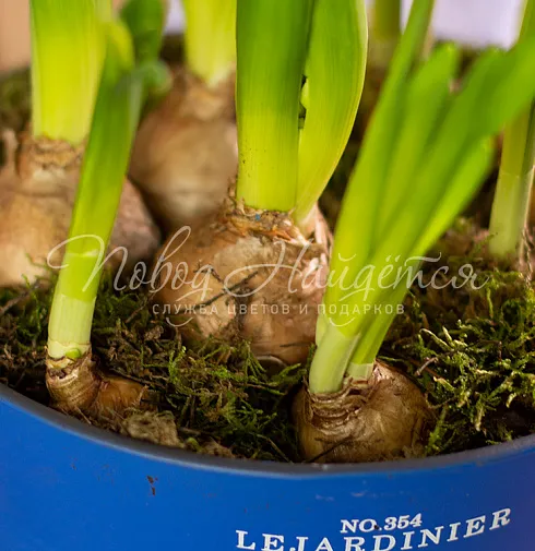 Весенние ласточки