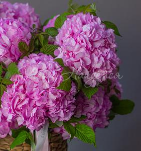 ГОРТЕНЗИИ Букет Нежно обнимаю