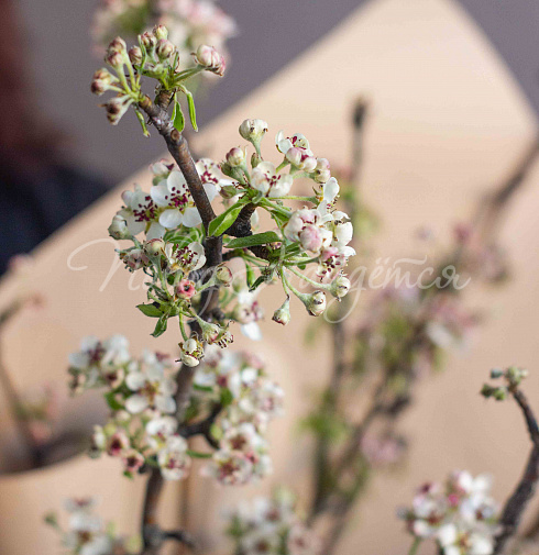 Букет Цветущая Груша — Повод Найдется