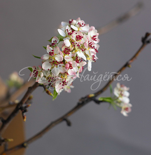 Букет Цветущая Груша — Повод Найдется