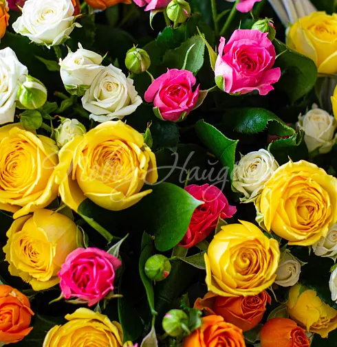 Корзина Салвадор — Повод Найдется