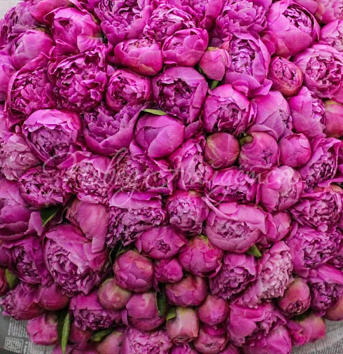 Букет Сумасшедший взгляд — Повод Найдется