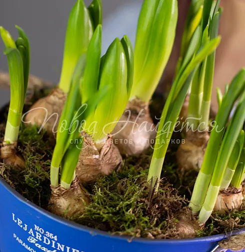 Весенние ласточки