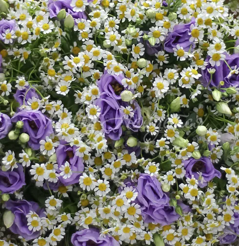 Букет Милан — Повод Найдется