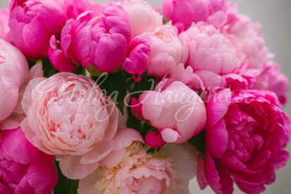 Виды и сорта пионов